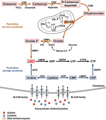 Targeting Pyrimidine Metabolism in the Era of Precision Cancer Medicine